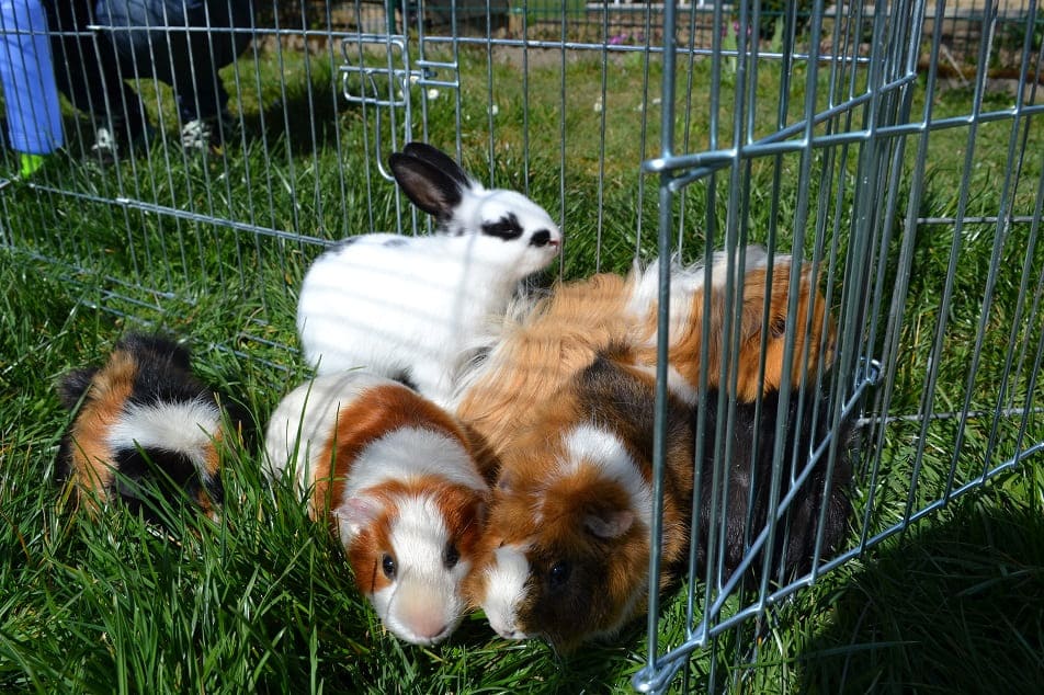 Kaninchen